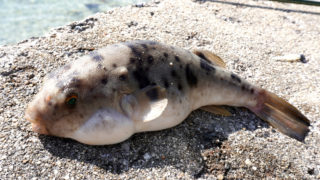 ヒガンフグの生態と習性、産卵 でら釣りブログ