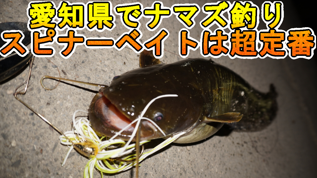 愛知県のナマズ釣り