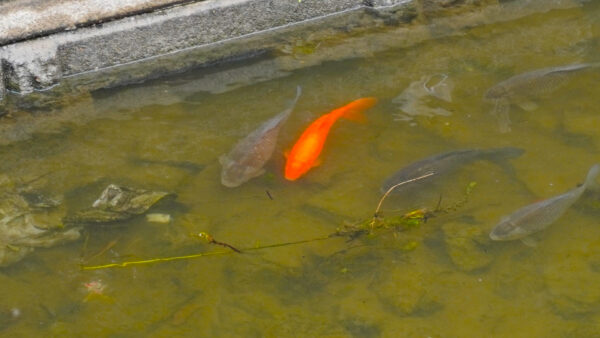 金魚