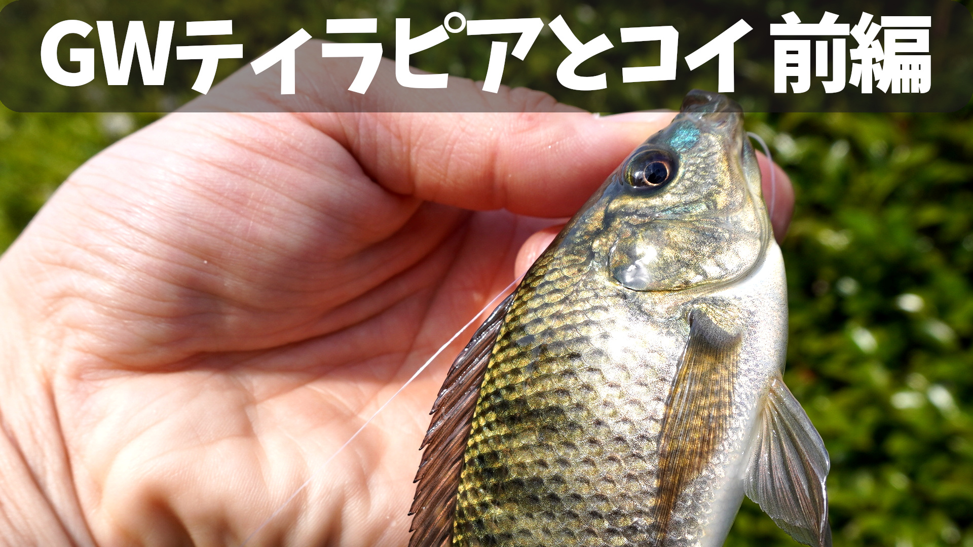 ゴールデンウィークにティラピア釣りとコイ釣り