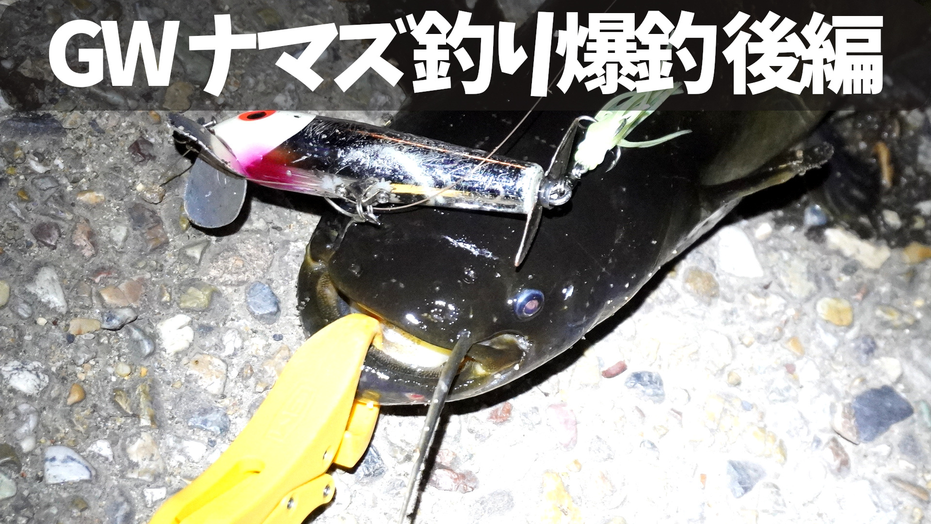 ナマズ釣り2025年がスタート