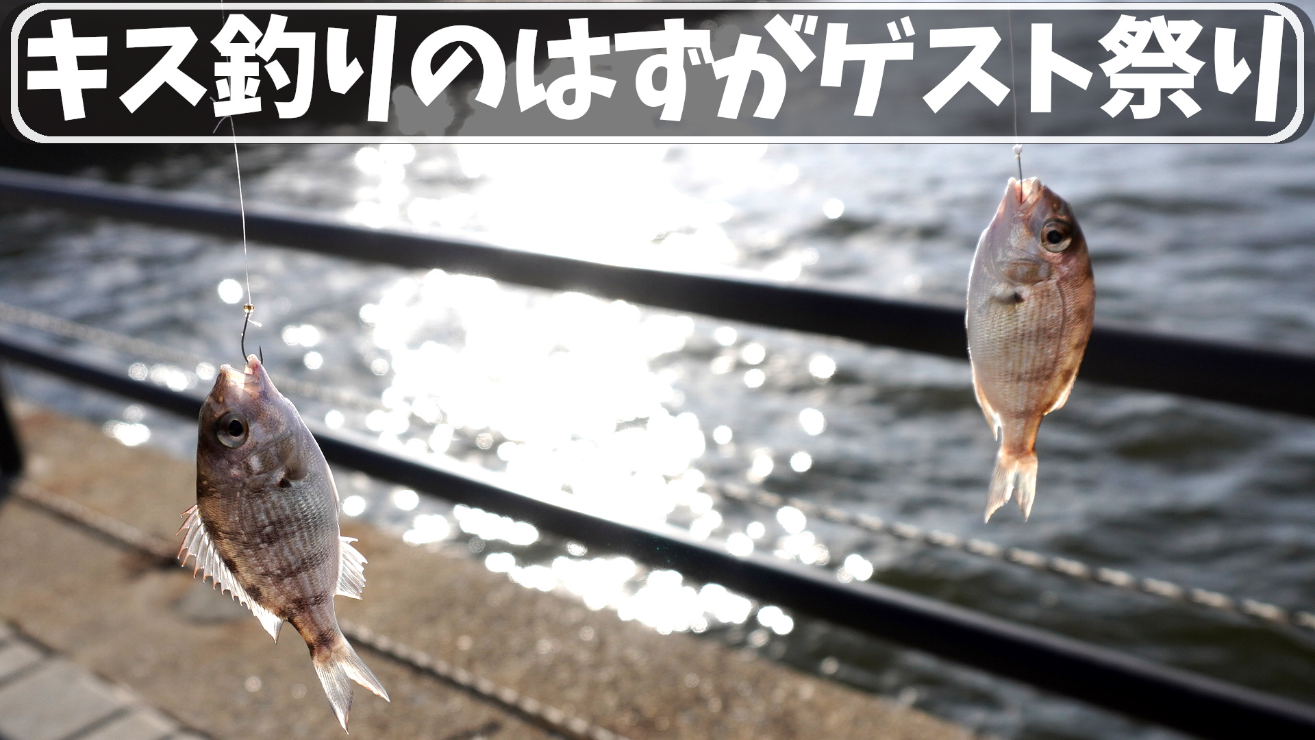 キス釣りのはずがチャリコ祭り