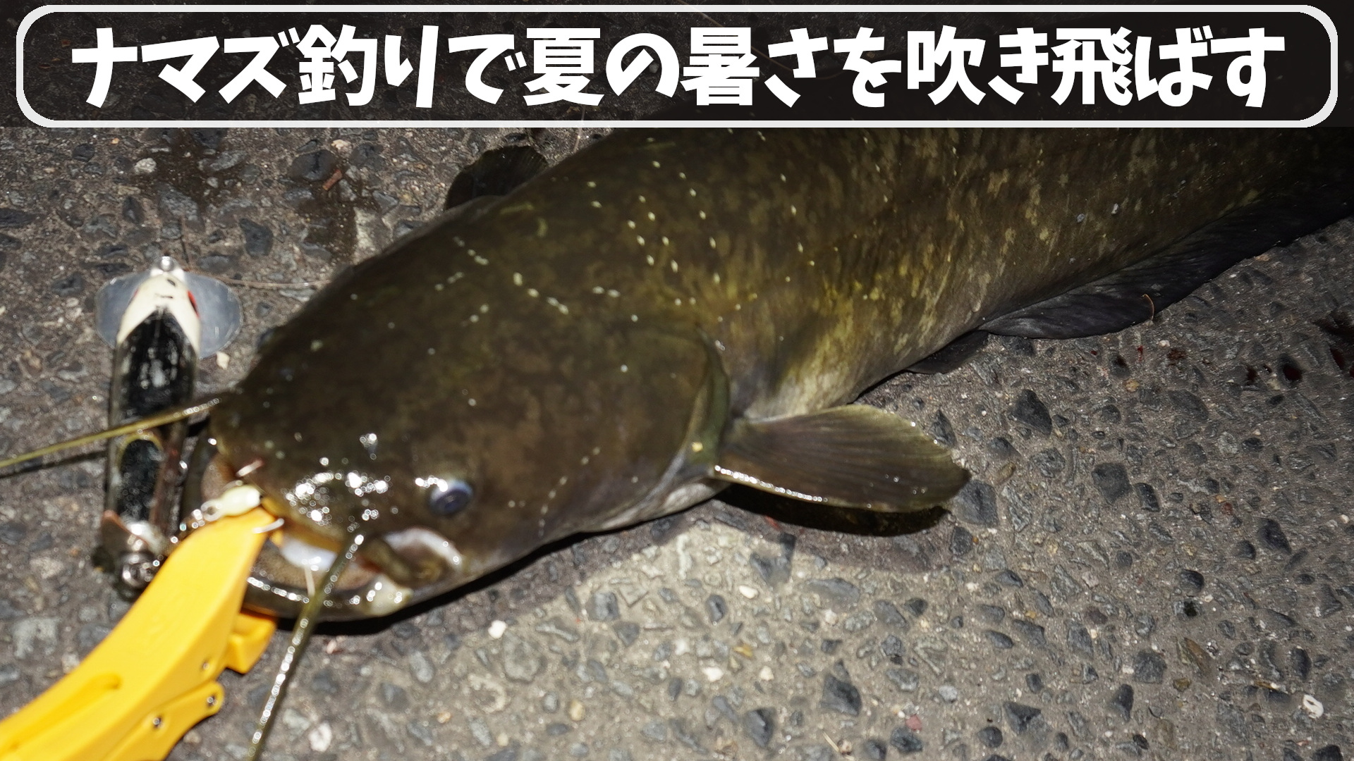 ナマズ釣りの夏