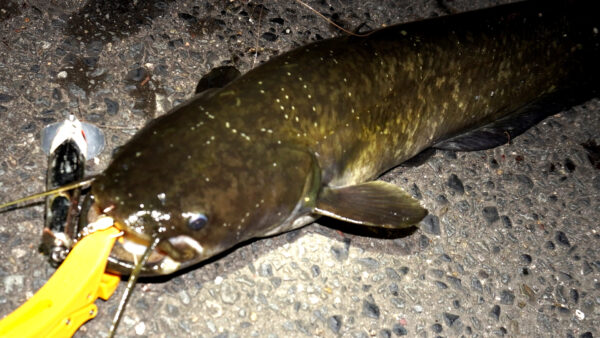 ナマズ釣り
