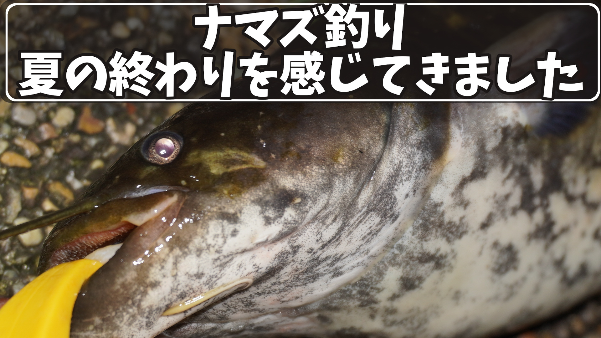 ナマズ釣りで夏の終わり