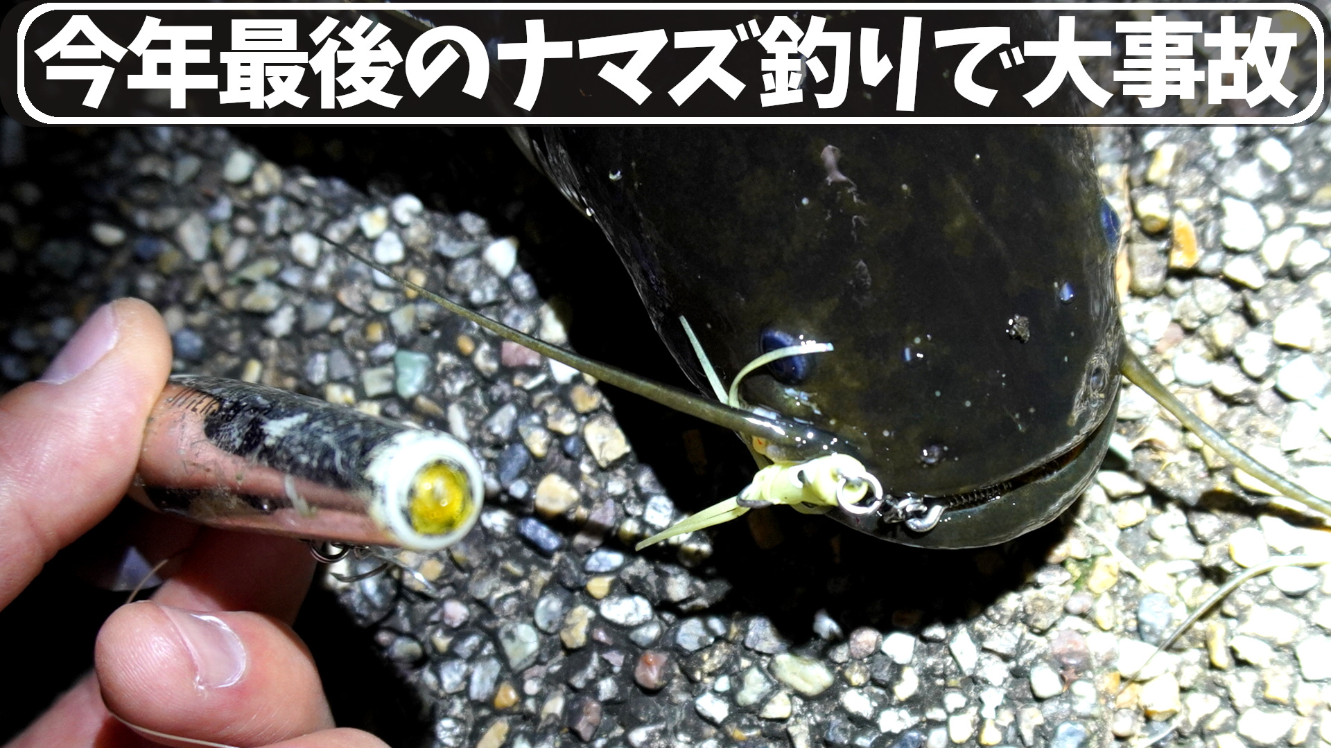 今年最後のナマズ釣り