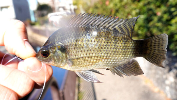 ティラピア1匹目