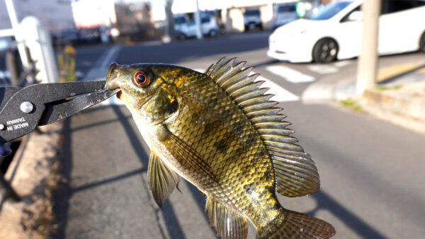 ティラピア3匹目