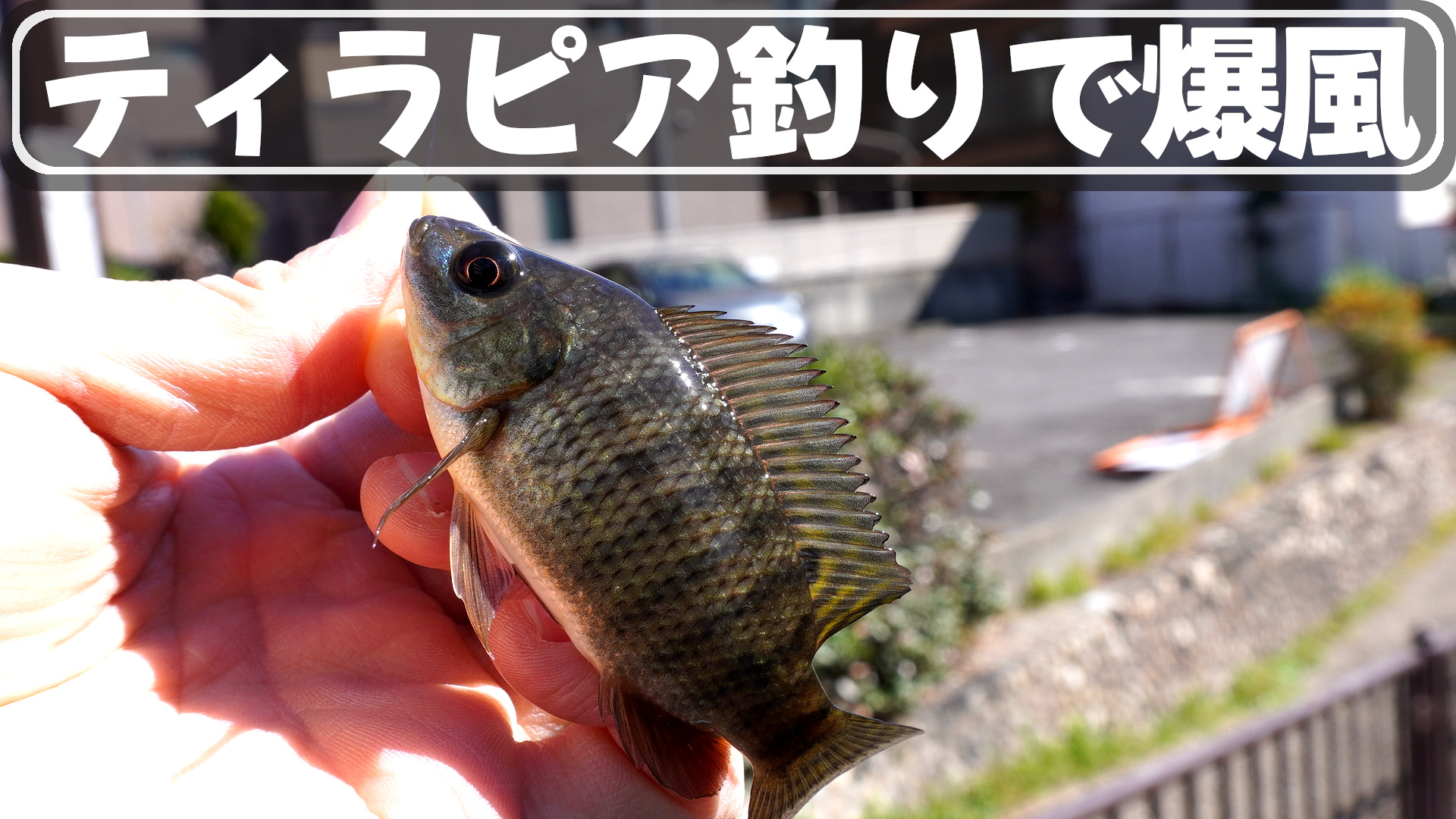 ティラピア釣りで爆風