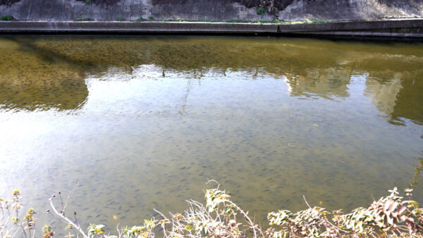 ティラピアの大群