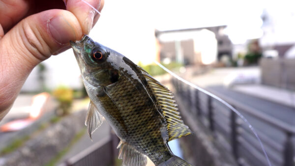 ティラピア1匹目