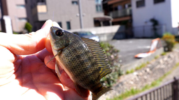 ティラピア1匹目