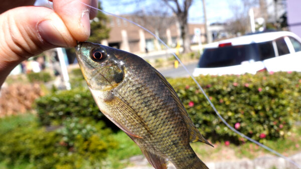 ティラピア1匹目