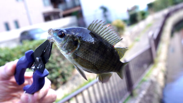 ティラピア2匹目