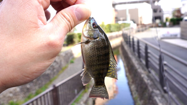 ティラピア2匹目