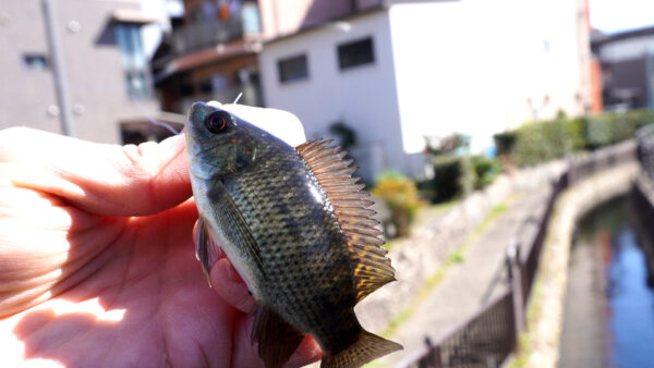 ティラピア3匹目