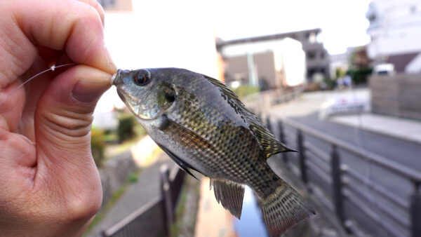 ティラピア3匹目