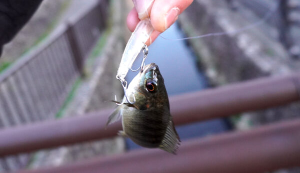 ティラピア4匹目