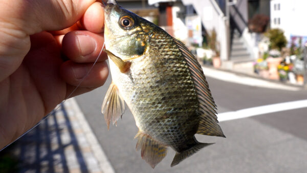 ティラピア4匹目