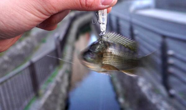 ティラピア5匹目