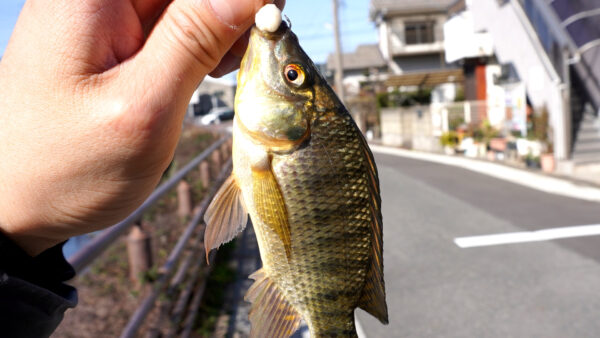 ティラピア5匹目