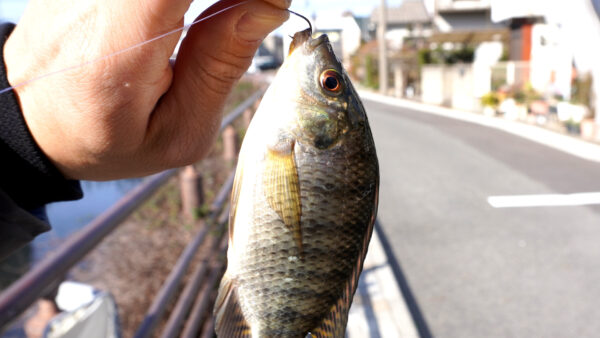 ティラピア9匹目