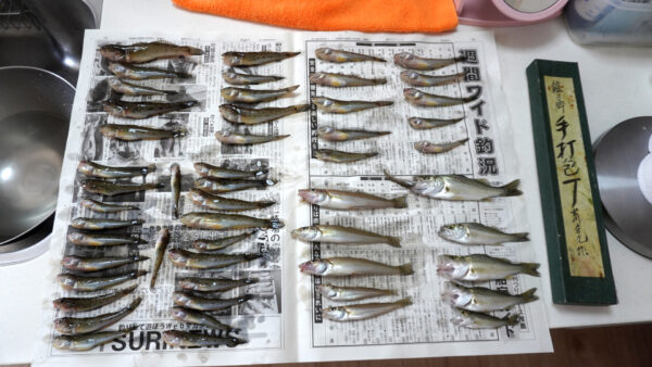 キス釣りリベンジの釣果